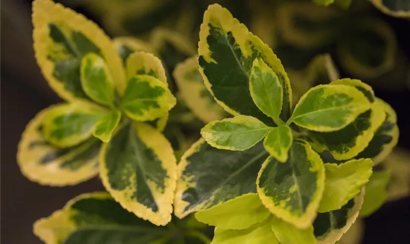 Kleinblättrige Japanspindel 'Ovatus Aureus'