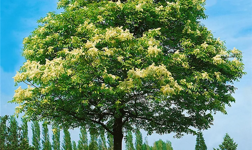 Fraxinus ornus 'Louisa Lady'