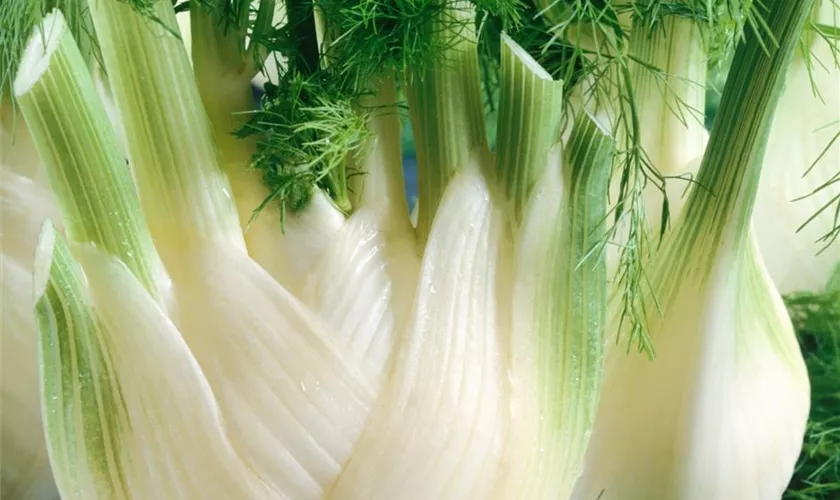 Knollenfenchel 'Fino'