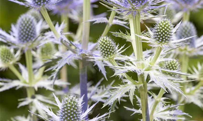 Garten-Mannstreu 'Big Blue'