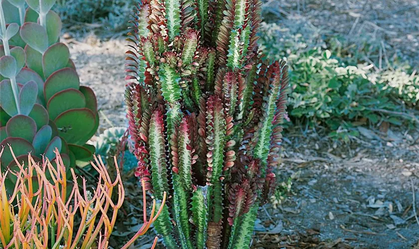 Euphorbia trigona 'Rubra'