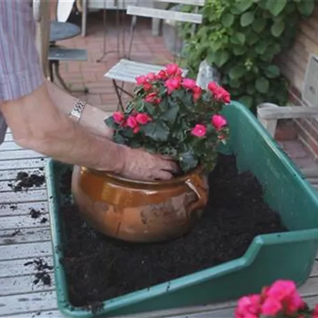 Blumenkübel - Bepflanzen mit mehreren Sommerblumen