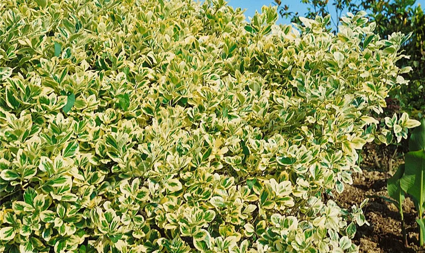 Euonymus japonicus 'President Gauthier'