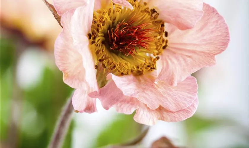 Geum rivale 'Mai Tai'®