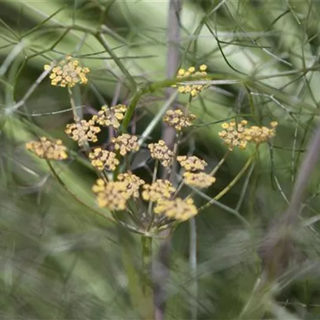 Foeniculum vulgare 'Smokey'