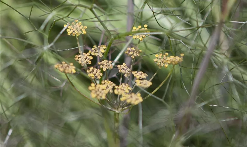 Foeniculum vulgare 'Rubrum'