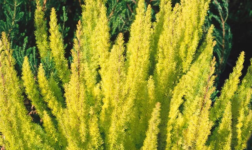 Erica arborea 'African Gold'