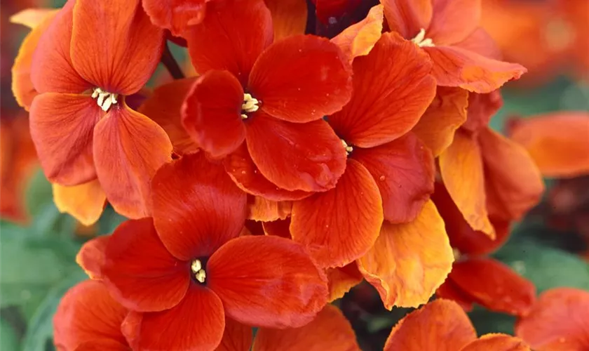 Erysimum cheiri 'Aida Scarlet'