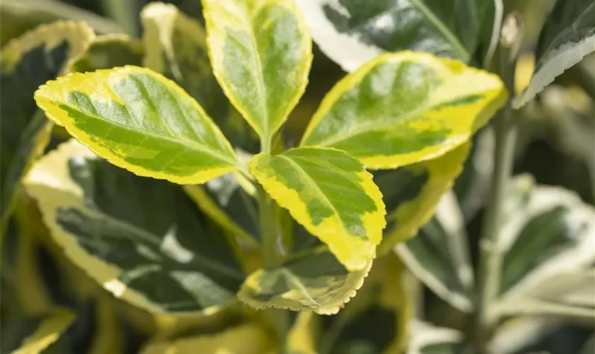 Euonymus japonicus 'Twins'