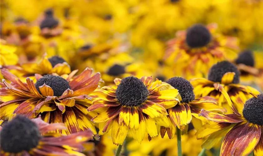 Rudbeckia fulgida