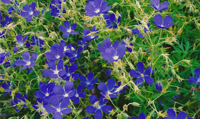 Geranium collinum 'Nimbus'