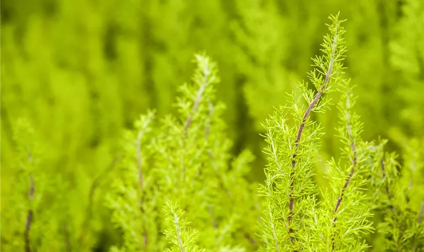 Erica arborea 'Estrella Gold'