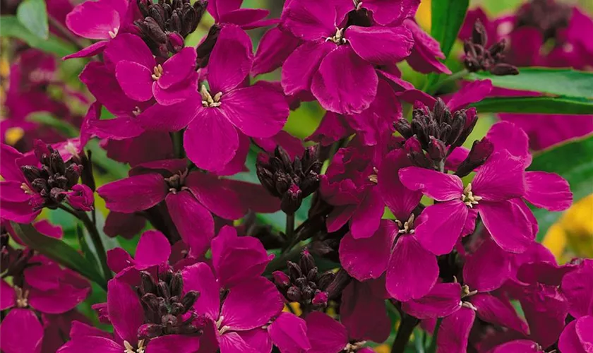 Erysimum cheiri 'Aida Carmine'