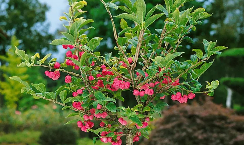 Euonymus phellomanus, Stamm