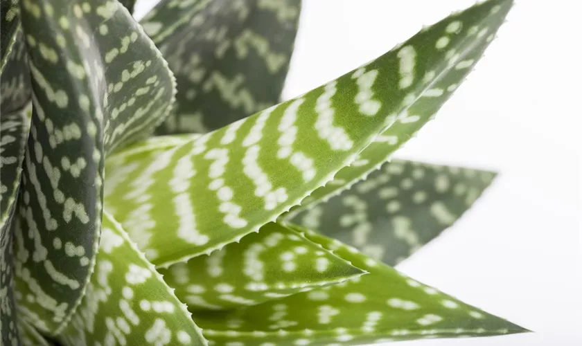 Gasteria 'Aveo'