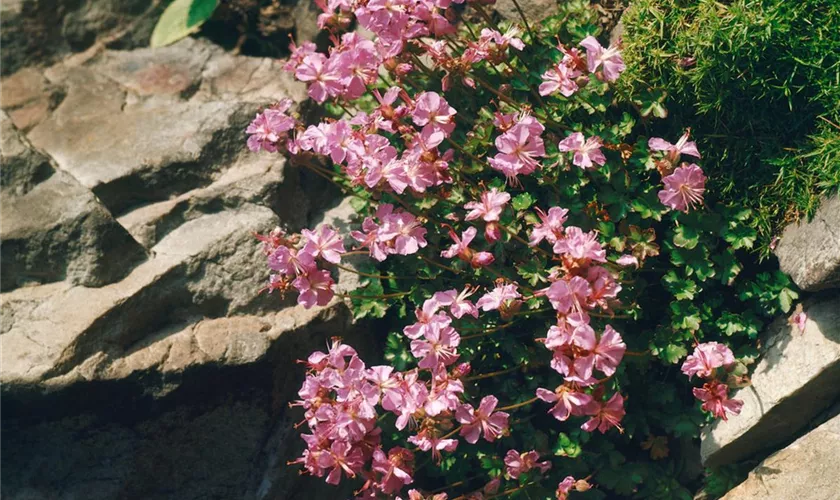 Geranium dalmaticum