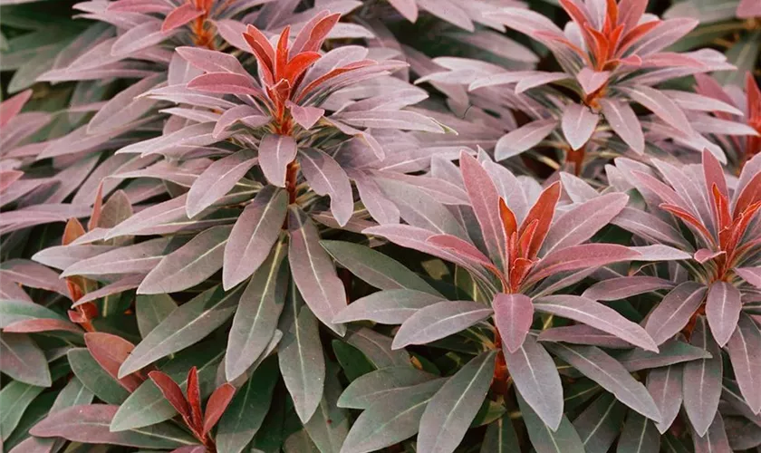 Wolfsmilch 'Velvet Ruby'