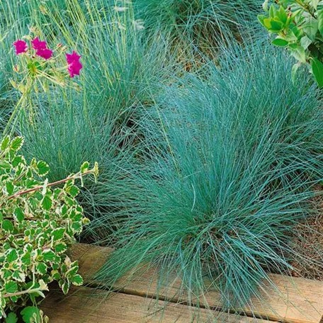 Festuca amethystina