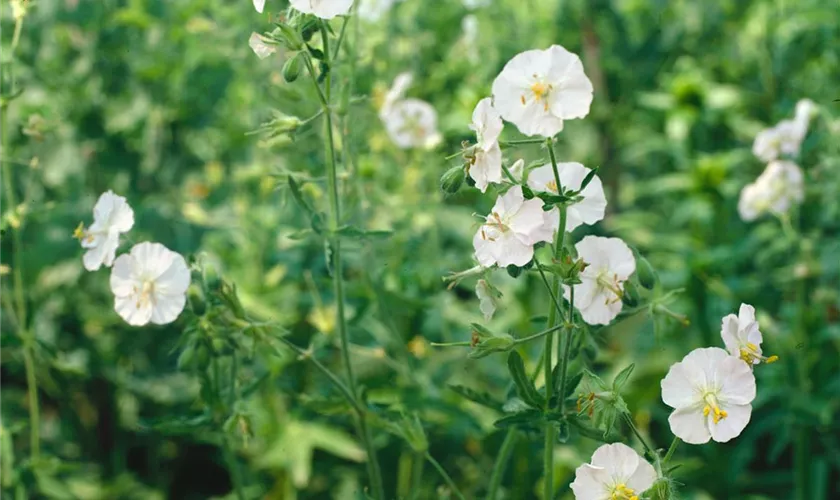 Geranium dalmaticum 'Album'