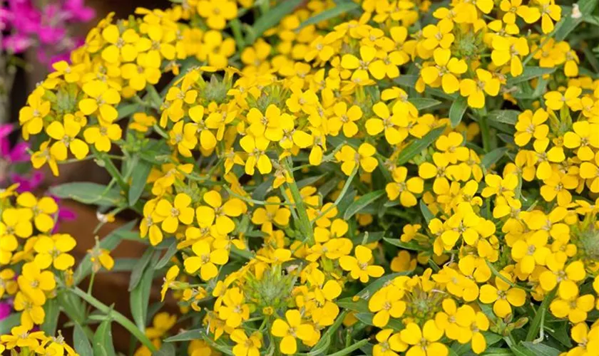 Großblütiger Goldlack