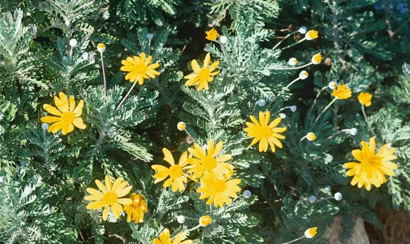 Euryops abrotanifolius