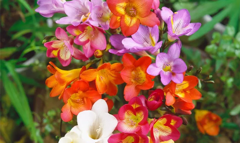 Freesia single