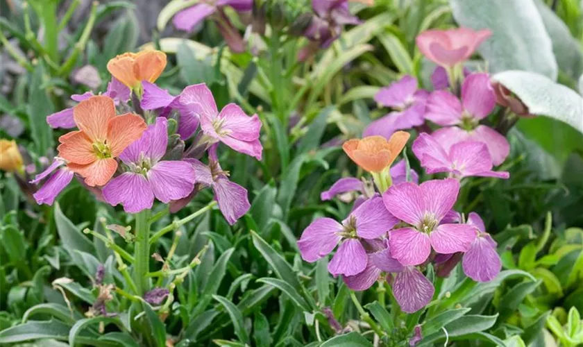 Erysimum cheiri 'Constant Cheer'