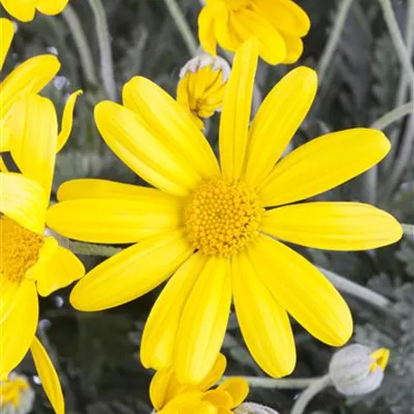 Euryops chrysanthemoides