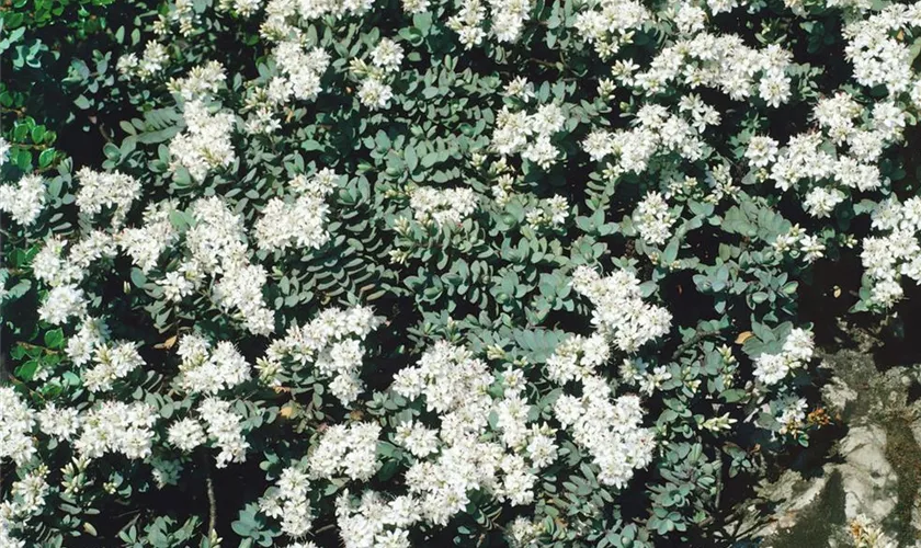 Strauchveronika 'Pagei'