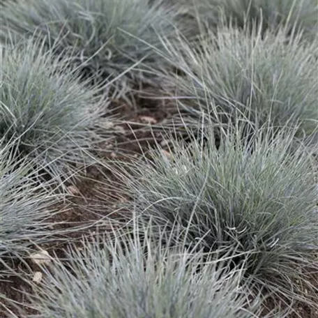 Festuca cinerea 'Blue Sky'