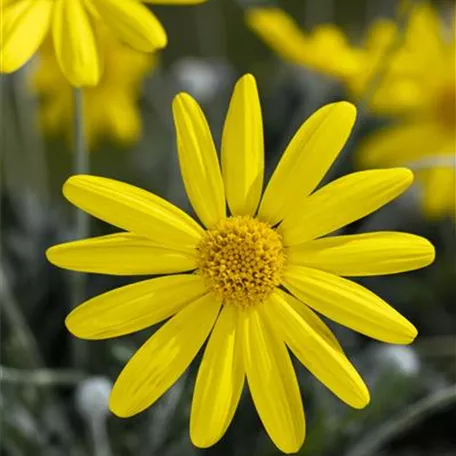 Euryops chrysanthemoides 'Sonnenschein'