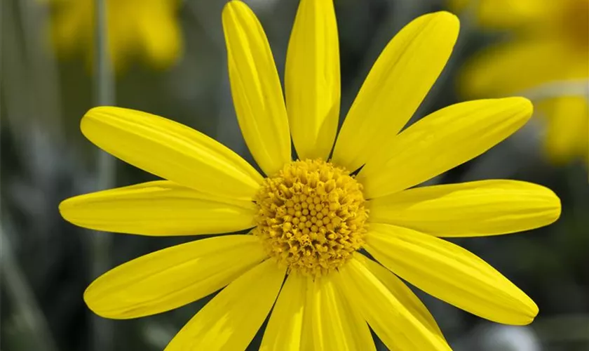 Gelbe Strauchmargerite 'Sonnenschein'