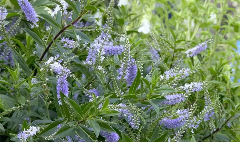 Strauchveronika 'Purple Pixie'