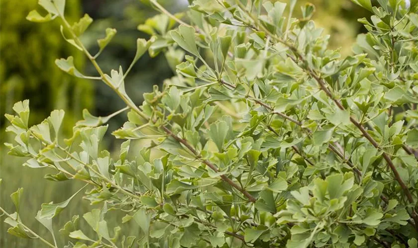 Ginkgo biloba 'Autumn Gold'