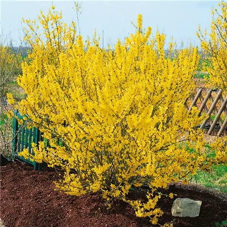 Forsythia 'Melee d`Or'®