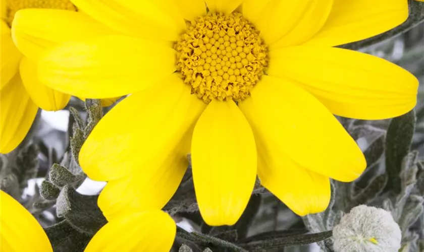 Euryops pectinatus 'Silver Star'