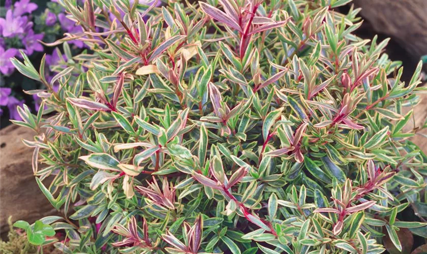 Strauchveronika 'Purple Shamrock'