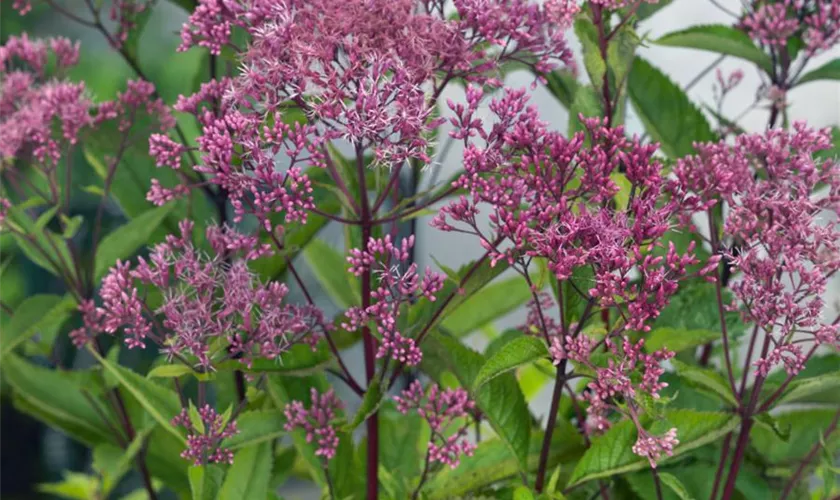 Großer Garten-Wasserdost 'Augustrubin'