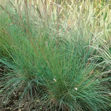 Festuca cinerea 'Golden Toupee'