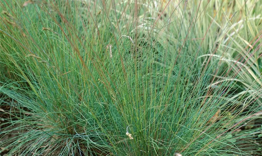 Garten-Blau-Schwingel 'Golden Toupee'