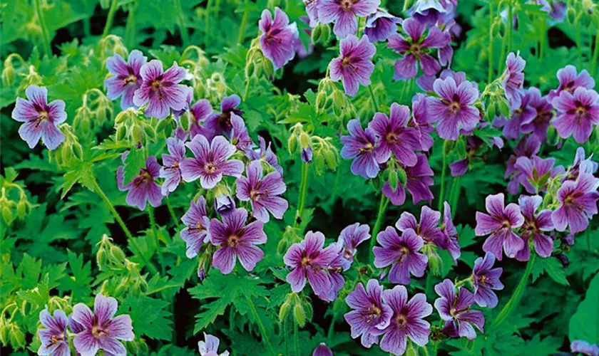 Geranium himalayense