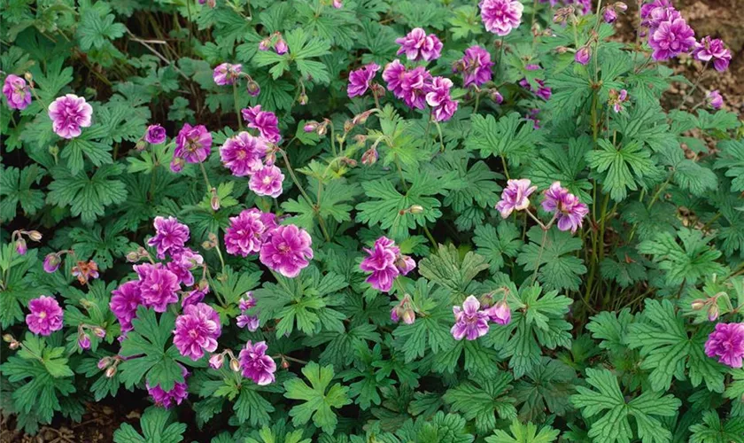 Geranium himalayense 'Plenum'