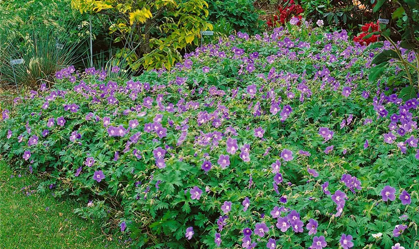 Geranium himalayense 'Irish Blue'