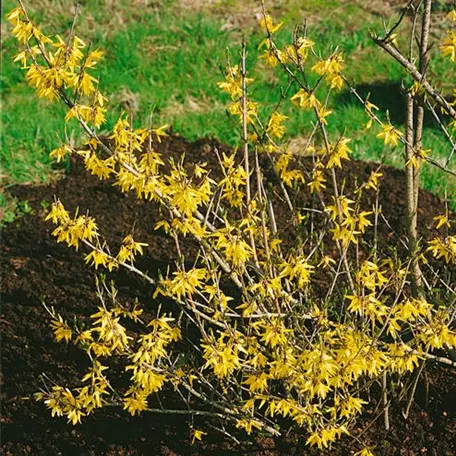 Forsythia ovata 'Tetragold'