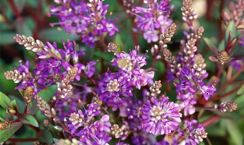 Strauchveronika 'Warleyensis'