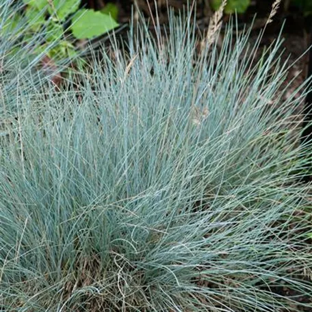 Festuca cinerea 'Silberreiher'