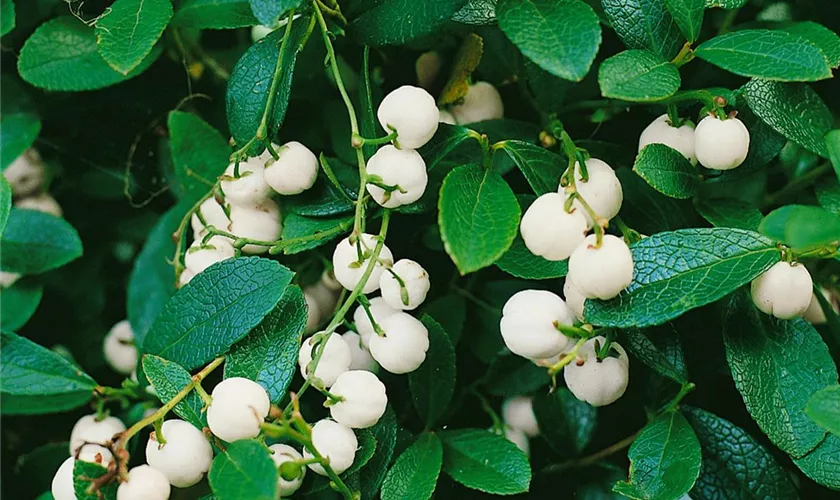 Gaultheria buxifolia