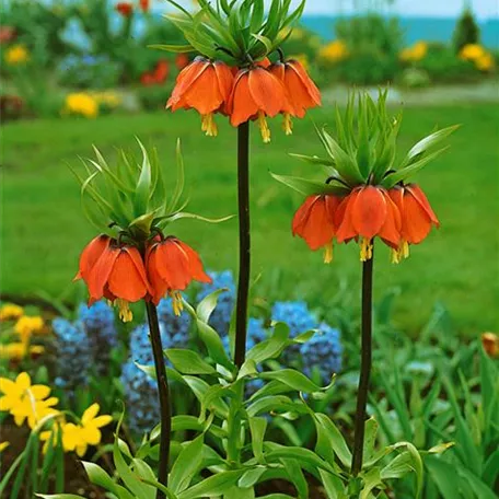 Fritillaria imperialis 'Aurora'