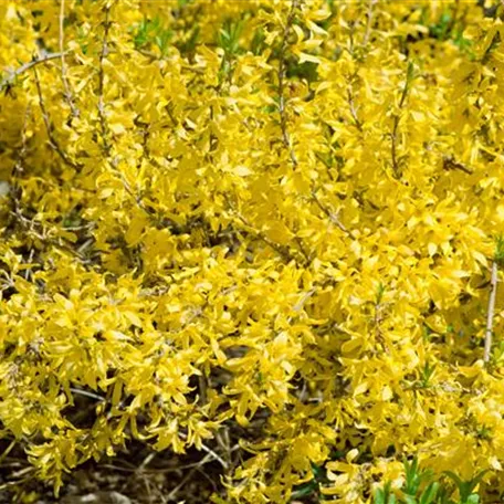 Forsythia viridissima 'Bronxensis'®