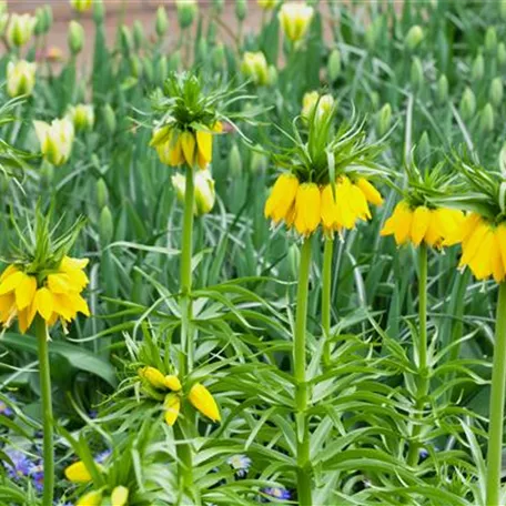 Fritillaria imperialis 'Lutea'